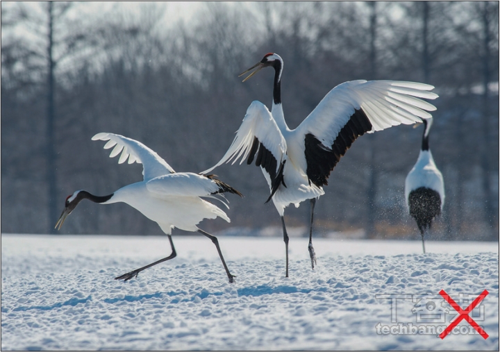 當拍攝大量淺色畫面時，相機會誤以為場景過亮而降低曝光，這時要適時增加曝光補償，以還原真實亮度感受。