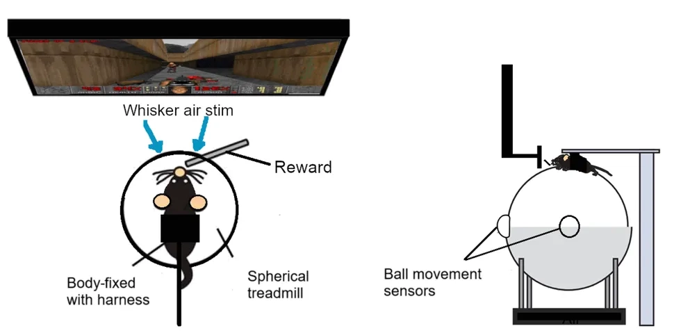 神經工程新突破！實驗鼠學會在《毀滅戰士》裡「開火射擊」