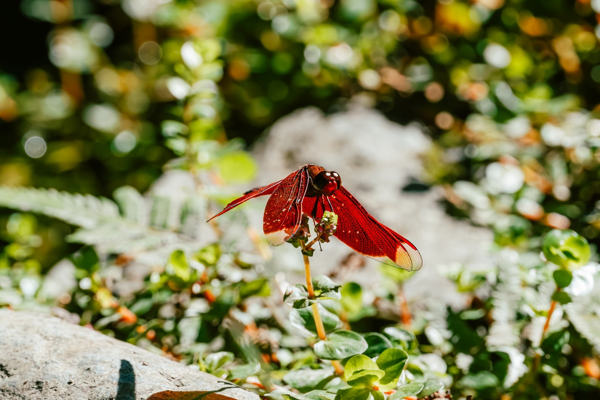 黃柏雯認為微距攝影更是可以利用高畫素的優勢調整拍攝策略,以提高拍攝成功率和換取更足夠的景深。(Sony α7R V + SEL100M28GM,F11、1/1000s、ISO 800)(看大圖)