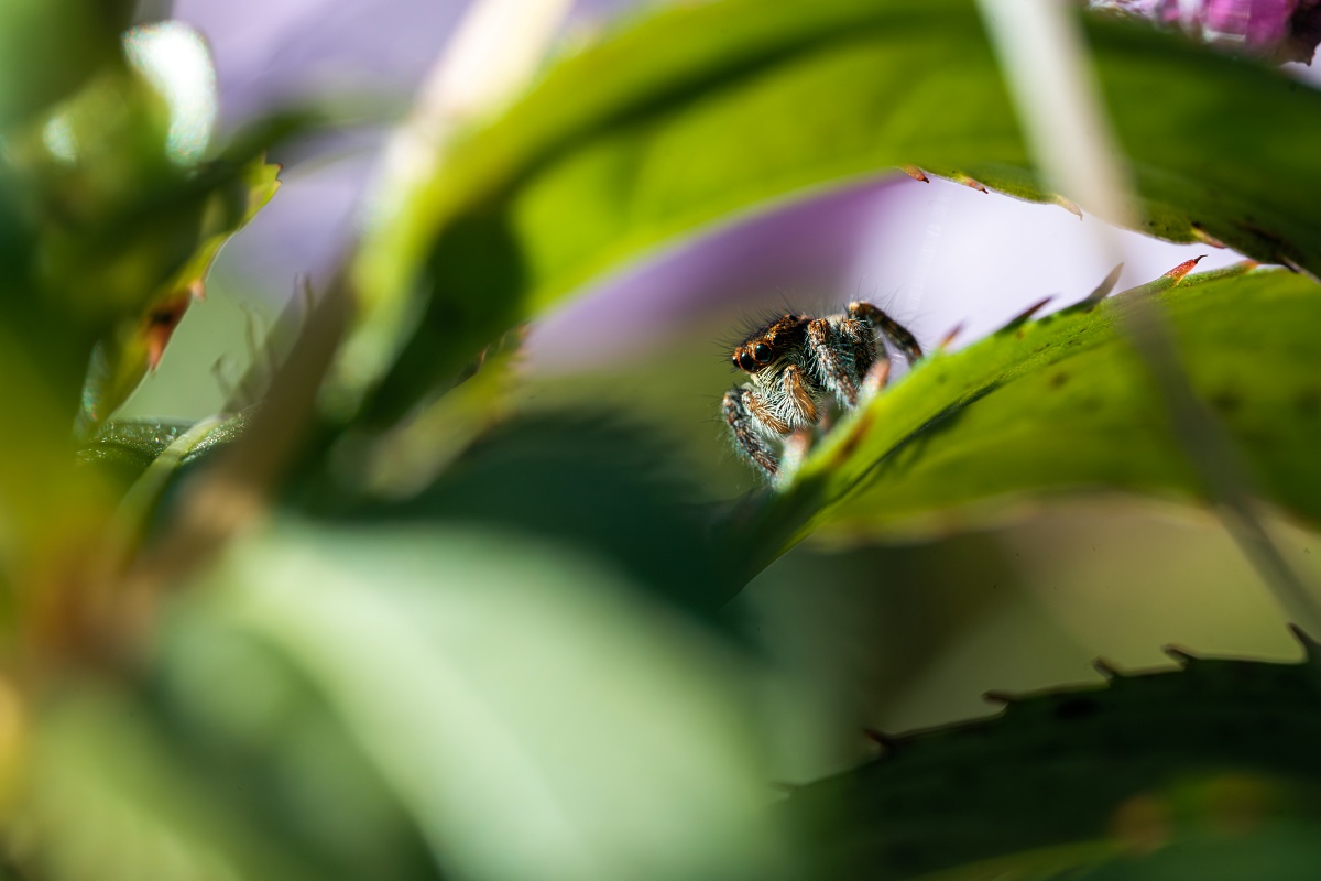 α7R V 內建的 AI 主體辨識功能讓對焦與構圖得以同步進行。(Sony α7R V + SEL100M28GM,F8、1/250s、ISO 640)(看大圖)