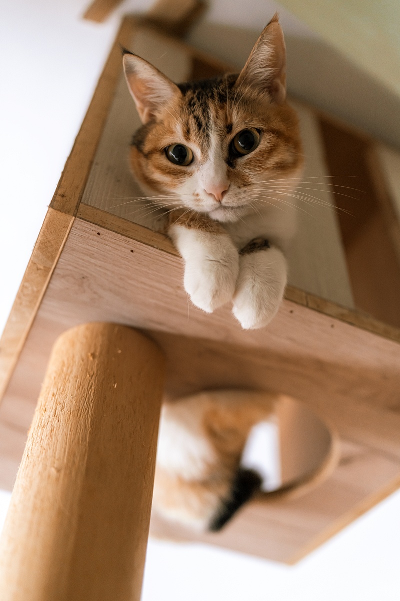 高畫素帶來更多創作的彈性,攝影師黃柏雯談 Sony α7R V 深度實戰心得