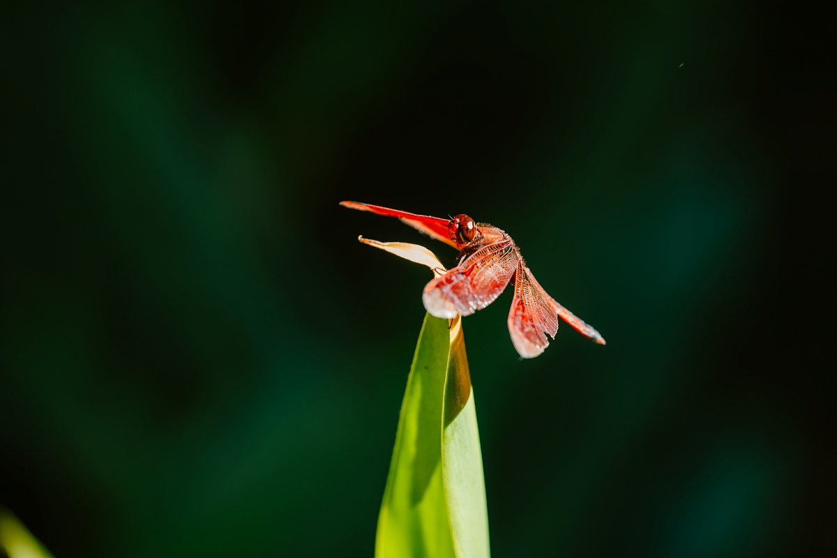 Sony α7R V + SEL100M28GM,F5.6、1/1000s、ISO 3200(看大圖)