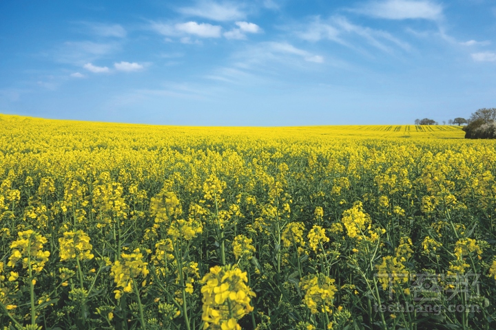 以廣角鏡頭靠近主體拍攝，可呈現出近大遠小的壯闊與透視感。