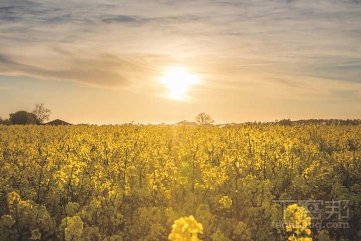 逆光配合適當增加曝光補償，是拍出好看花卉作品的手法之一。