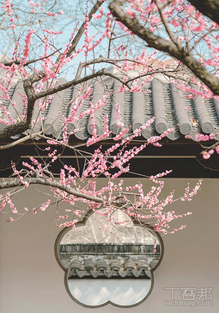 無論是拍攝油菜花或是梅花，不妨試著搭配應景的背景，可為畫面加分不少。