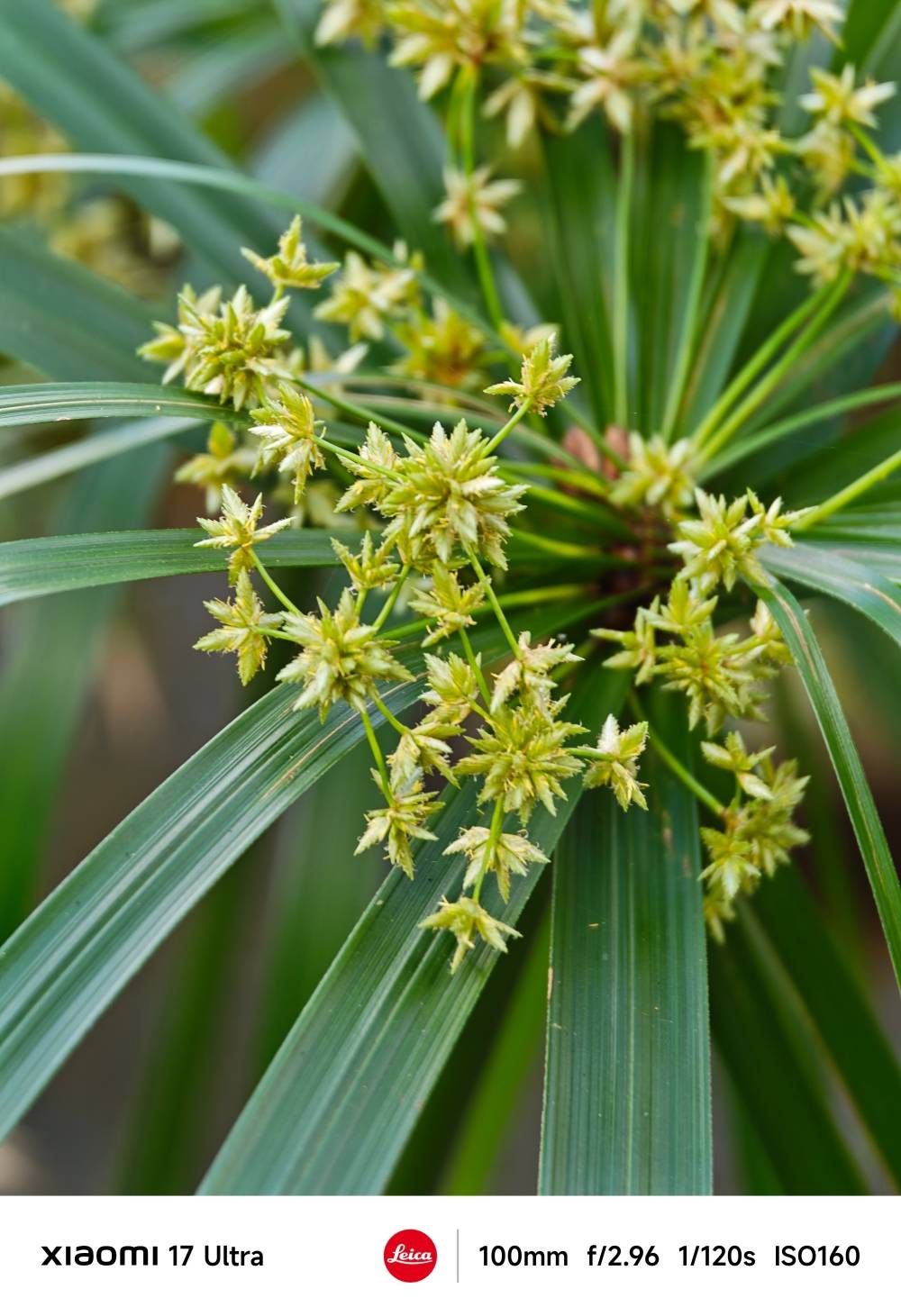 小米 17 Ultra 評測：長焦鏡頭再升級、效能、手感、攝影都到位的旗艦