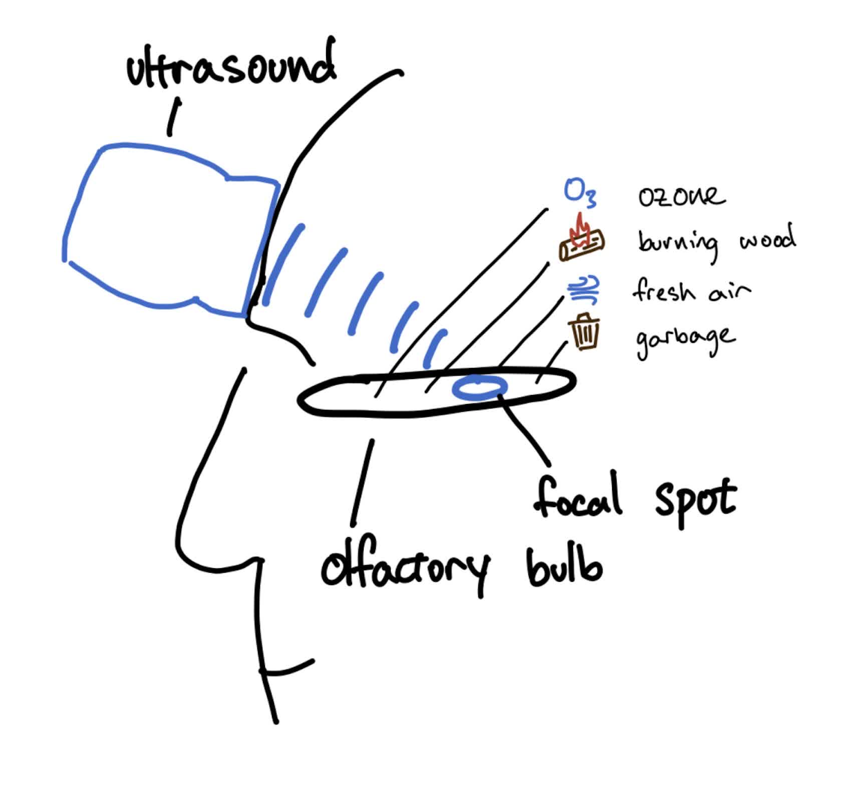 不用鼻子也能聞到！科學家研發超音波「寫入」技術，直擊大腦嗅覺中樞補全沉浸式 VR 體驗