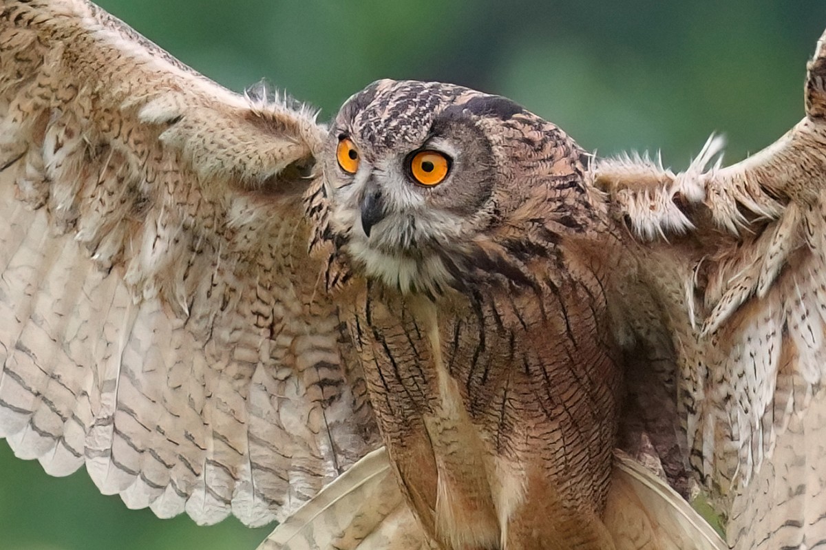 Sony FE 100-400mm F4.5 GM OSS 飛羽攝影實戰:畫質與機動性表現能達到資深玩家的標準嗎?