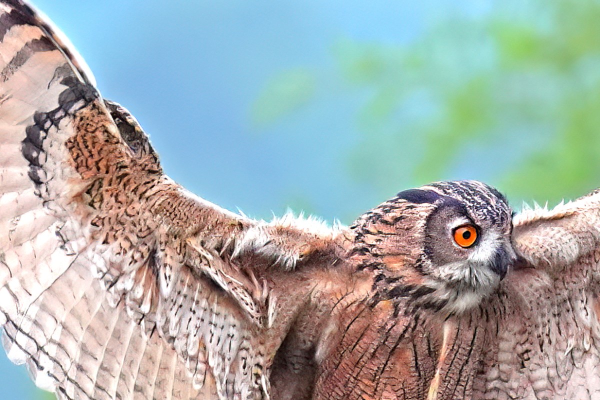 Sony FE 100-400mm F4.5 GM OSS 飛羽攝影實戰:畫質與機動性表現能達到資深玩家的標準嗎?