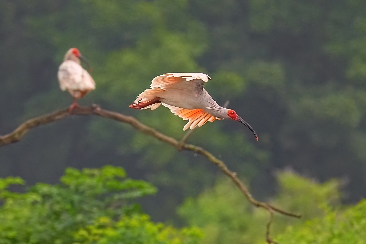Sony FE 100-400mm F4.5 GM OSS 飛羽攝影實戰:畫質與機動性表現能達到資深玩家的標準嗎?