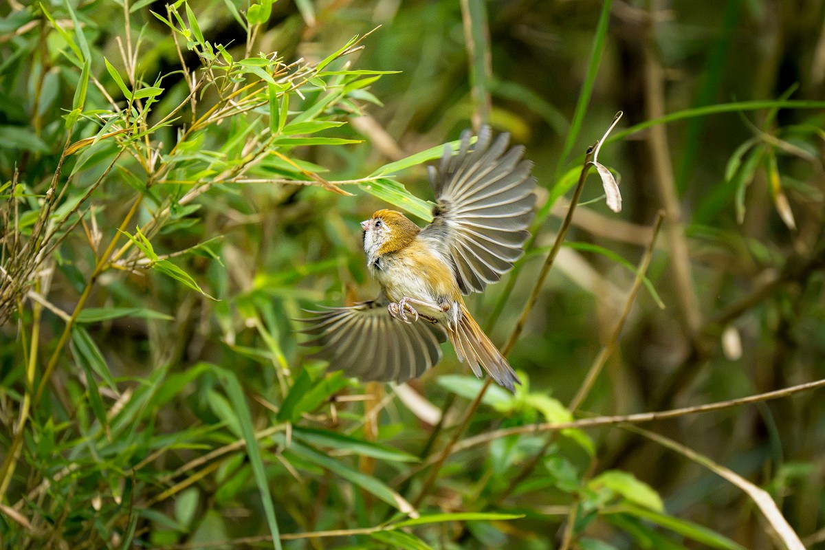 Sony α7R VI + SEL100400MC、400mm，F4.5、1/2000s、ISO 10000，黃羽鸚嘴 (看大圖)