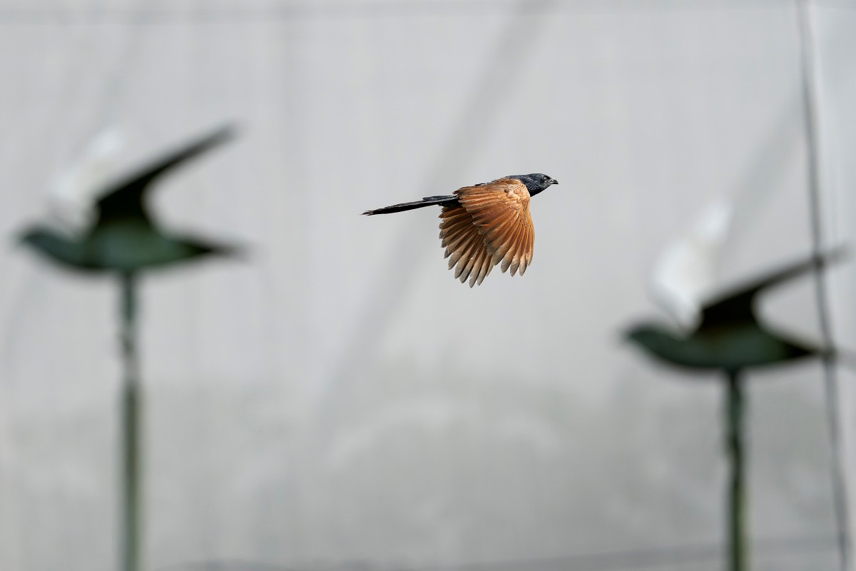 Sony α1 II + SEL600F40GM，F4、1/32000s、ISO 3200，番鵑〔看大圖〕