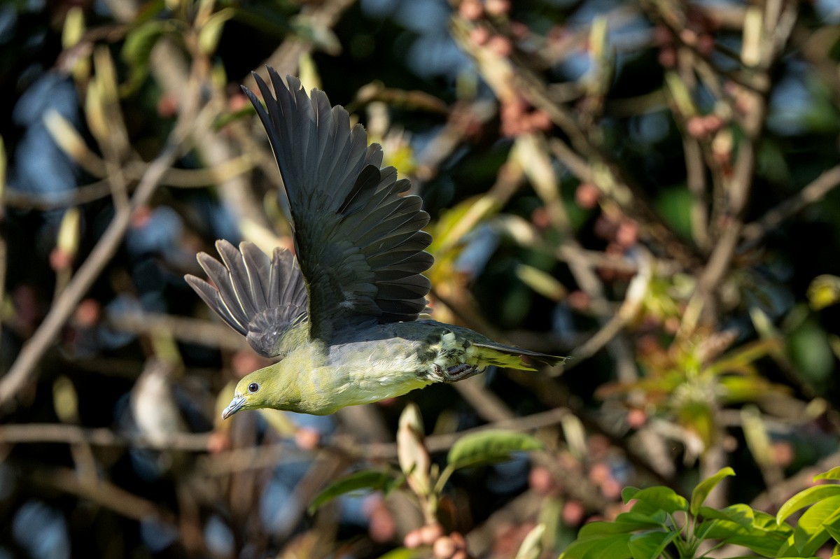 Sony α1 II + SEL600F40GM，F4、1/16000s、ISO 3200，綠鳩〔看大圖〕