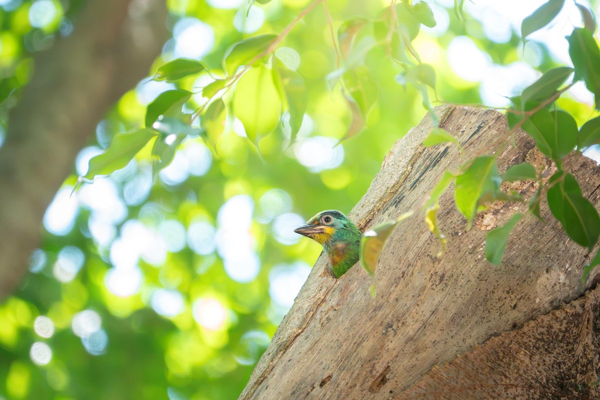 Sony RX10 V，600mm、F4、1/800s、ISO 4000，五色鳥〔看大圖〕