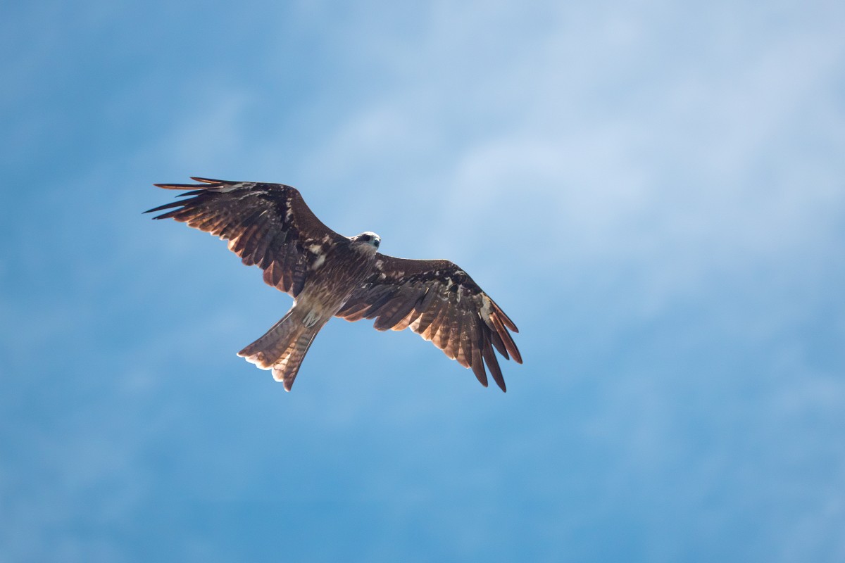 Sony RX10 V，600mm、F4、1/16000s、ISO 1000，黑鳶〔看大圖〕
